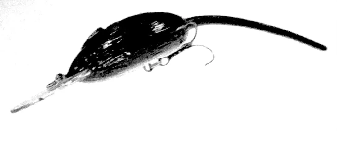 clearlakebaitandtackle1133724