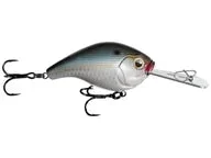 dakotaangler1137175