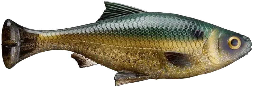 dogfishtacklecompany1156394