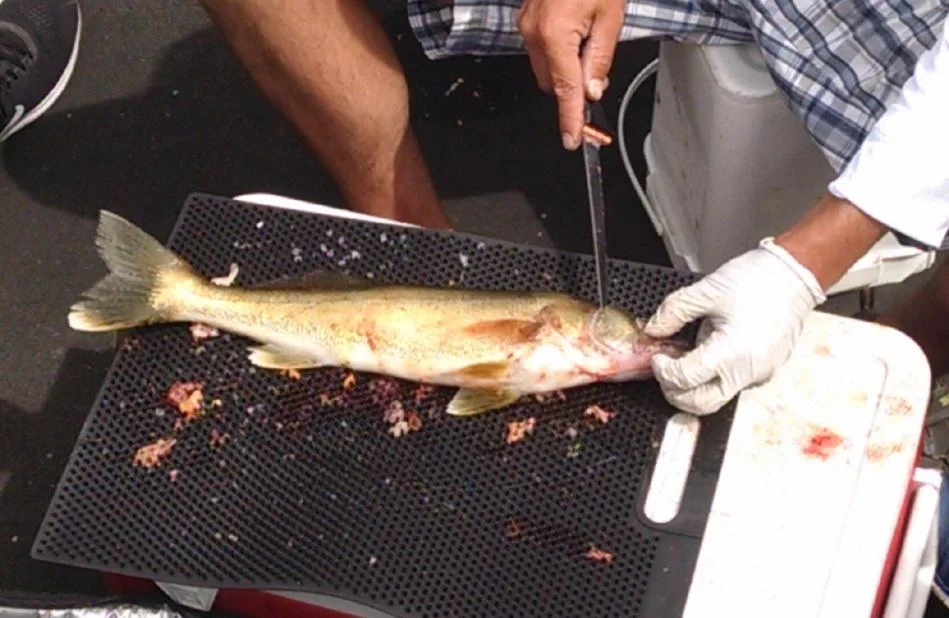 dsfishingspot1115316