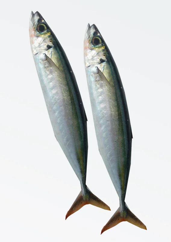 onestopmarine1163869