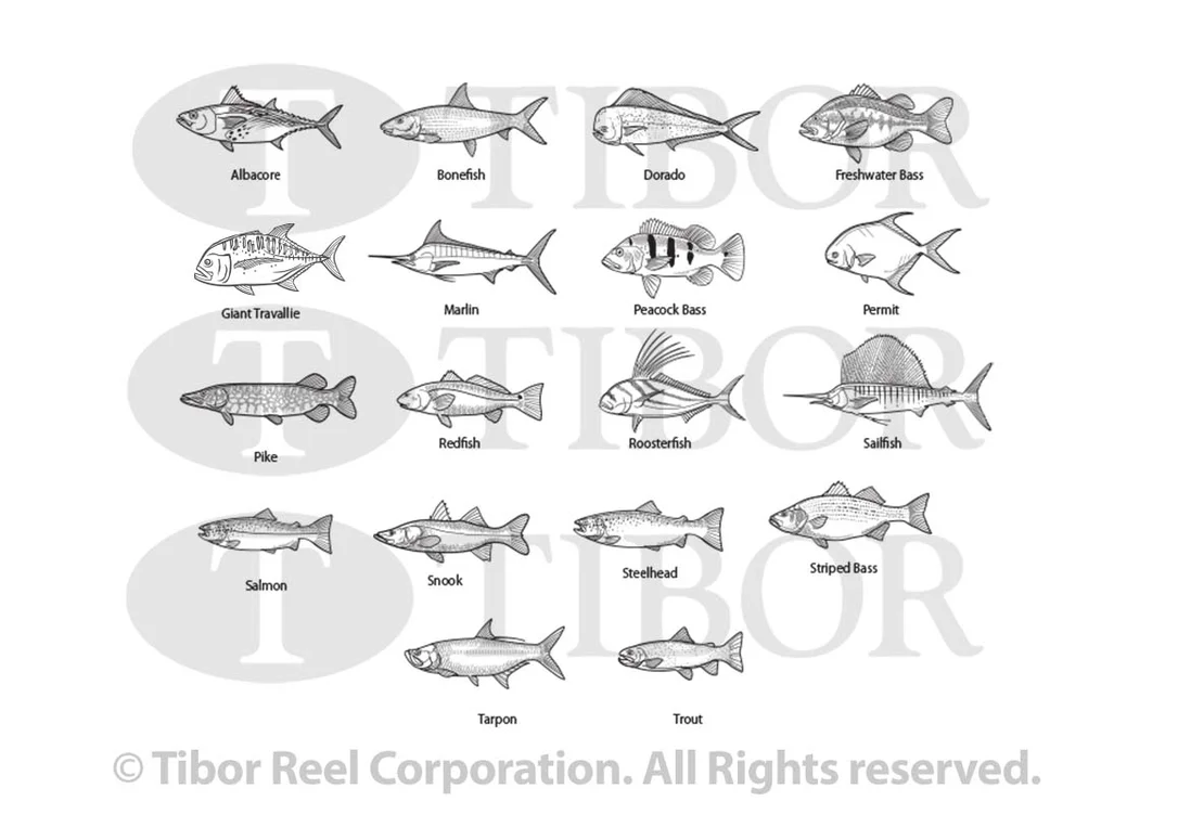tailwatershop1153471