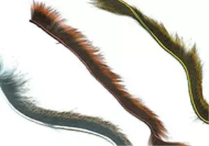 tailwatershop1158602