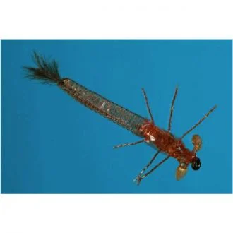 thefishinhole-1098717